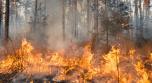 Private Client Insurance Navigating Wildfire Risks and Coverage Options